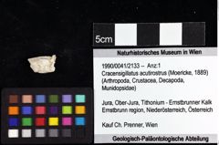 Foto (Objket + Etiketten) von Cracensigillatus acutirostrus (Moericke, 1889) 